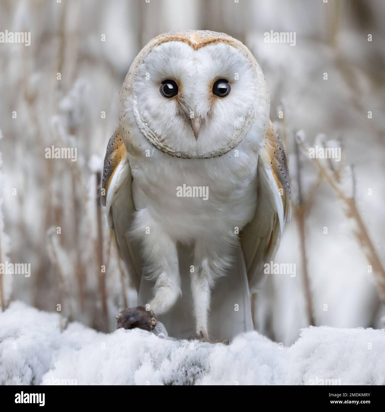Staring at the camera. Yorkshire, UK: THESE STUNNING images taken on last Friday 20th January show a Yorkshire barn owl darting in and out of the fall Stock Photo