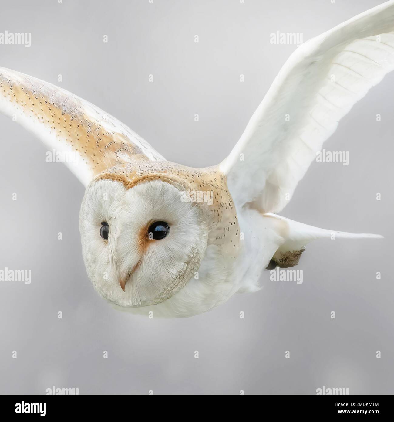 A beautiful flight. Yorkshire, UK: THESE STUNNING images taken on last Friday 20th January show a Yorkshire barn owl darting in and out of the falling Stock Photo