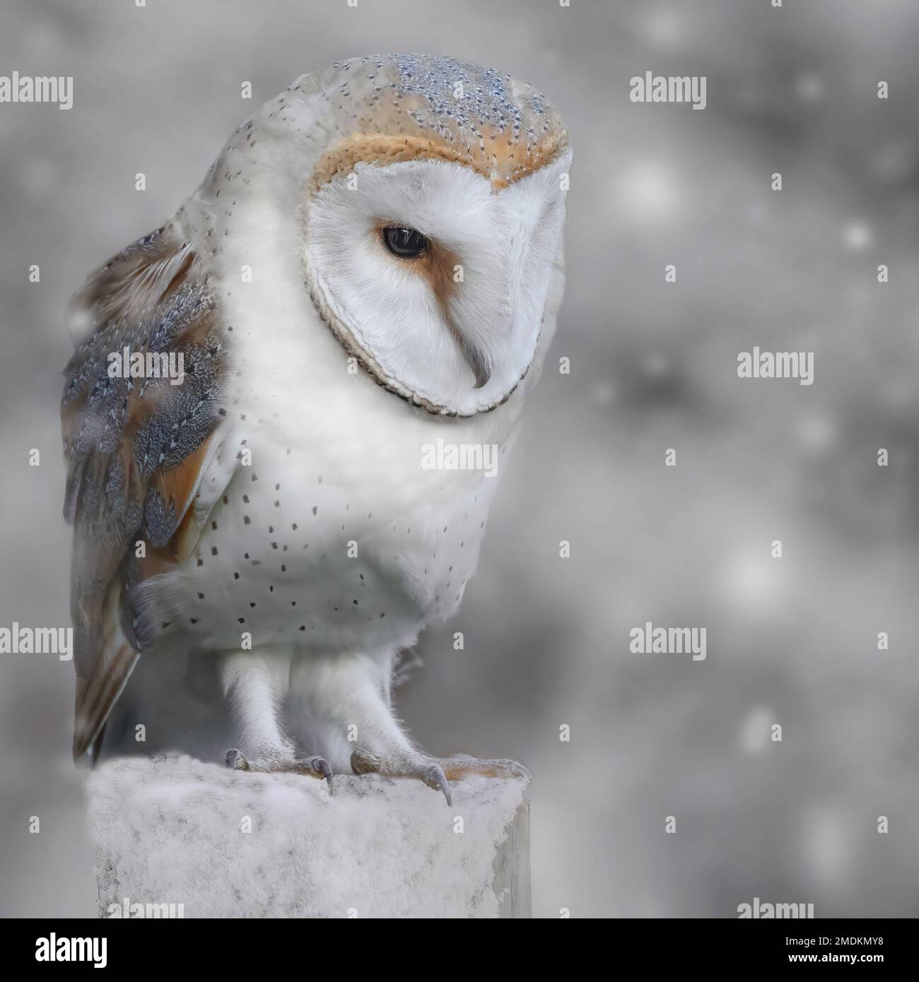 Hiding in the snow. Yorkshire, UK: THESE STUNNING images taken on last Friday 20th January show a Yorkshire barn owl darting in and out of the falling Stock Photo