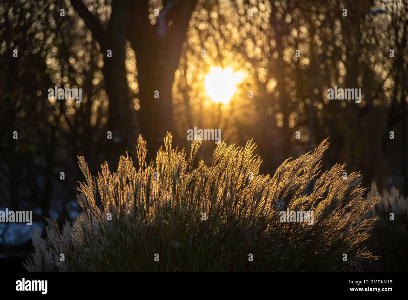 Chinese silver grass, Zebra grass, Tiger grass (Miscanthus sinensis ...