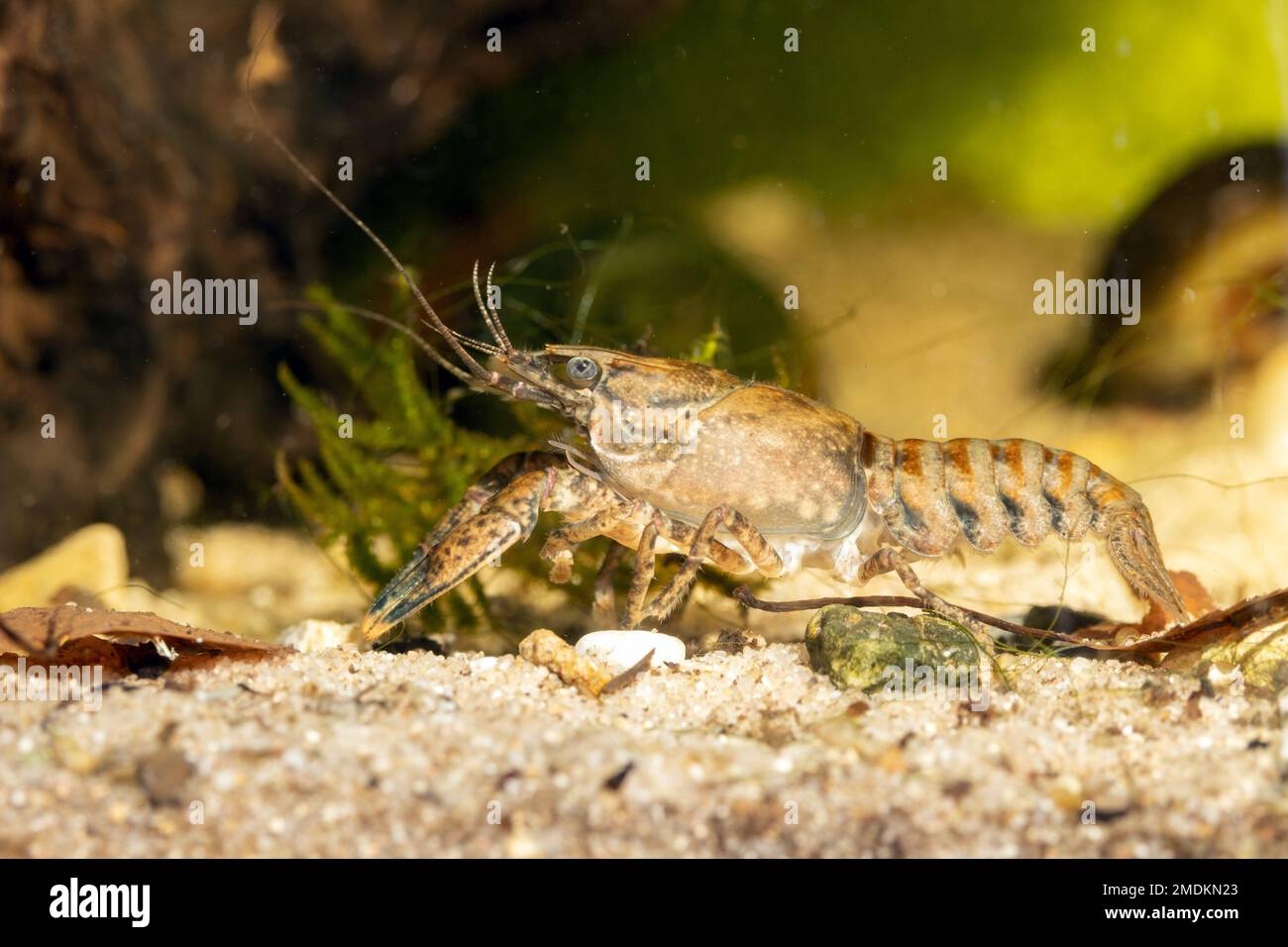 Spinycheek crayfish, American crayfish, American river crayfish, Striped crayfish (Orconectes limosus, Cambarus affinis), on creek ground, Germany, Stock Photo