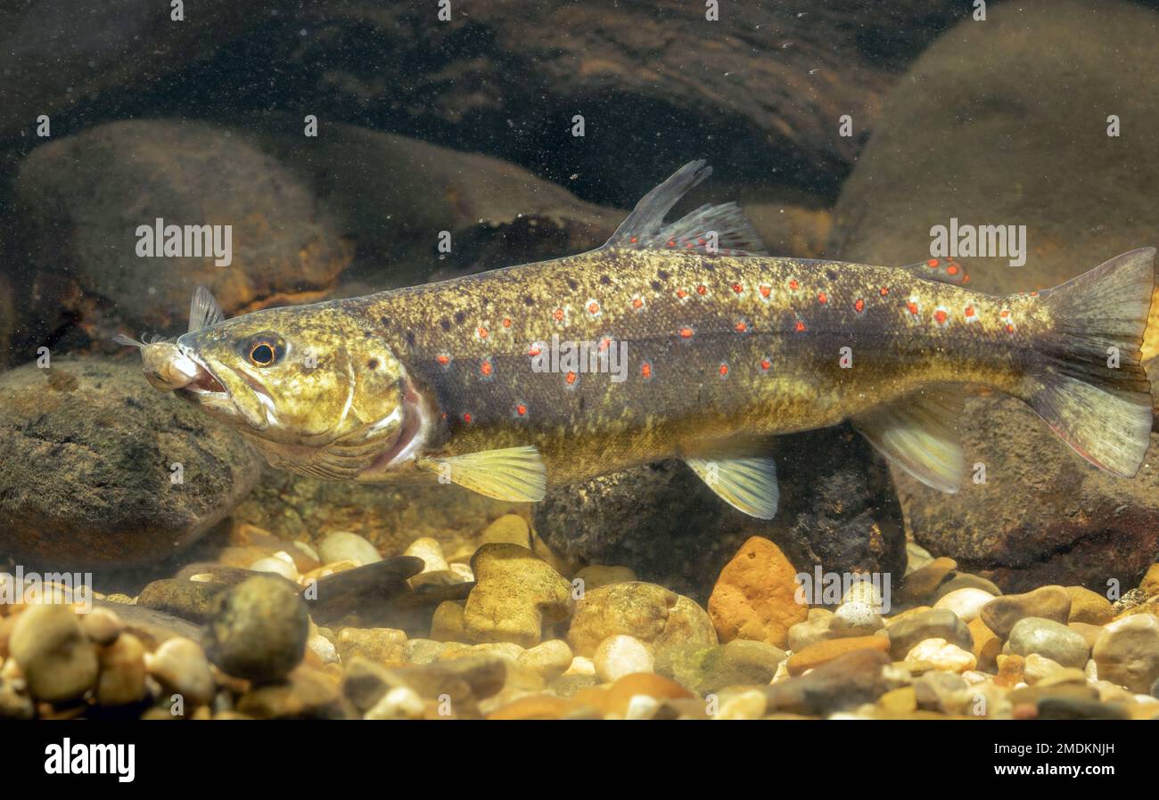 brown trout, river trout, brook trout (Salmo trutta fario), with caught fish in the mouth, Germany Stock Photo