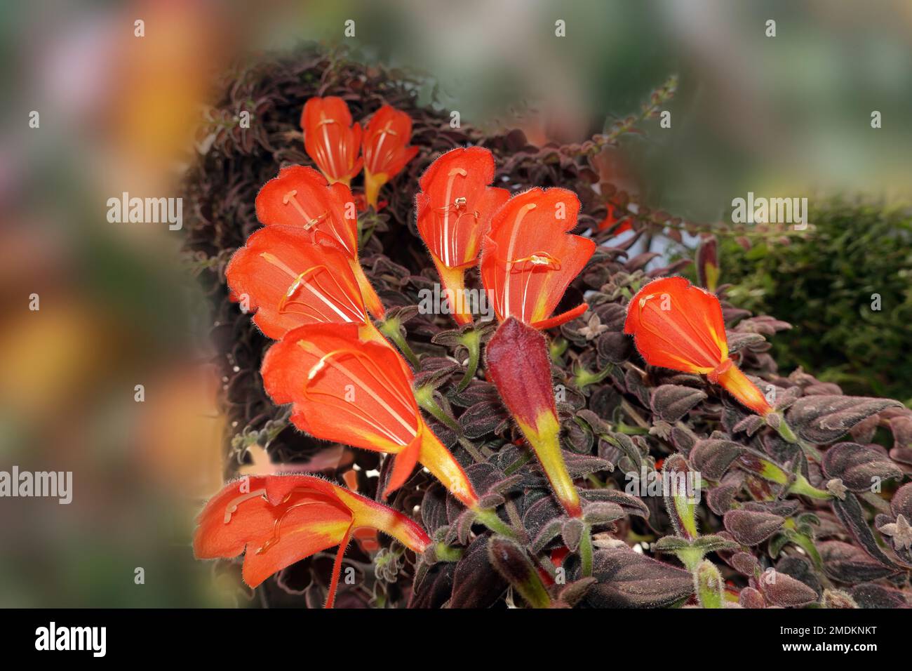 goldfish plant (Columnea gloriosa), blooming, Germany, Botanischer Garten Stock Photo