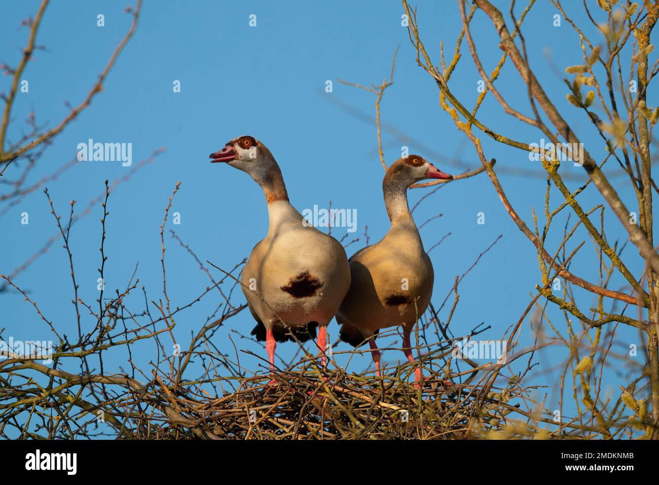 Egyptian goose (Alopochen aegyptiacus), breeding couple on its nest in