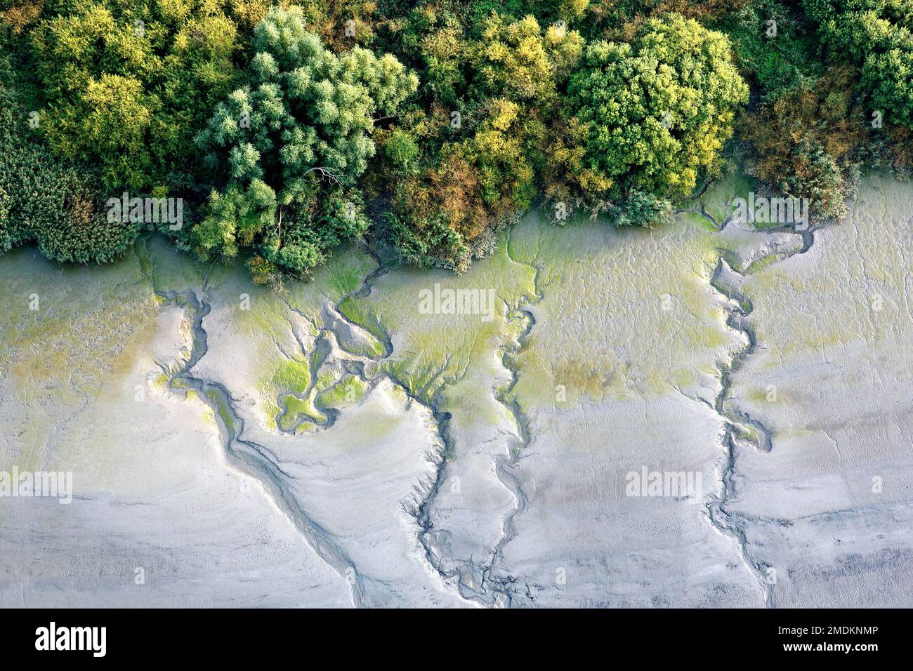 freshwater tidal salt marsh, aerial view, Belgium, East Flanders, Zeeschelde Stock Photo