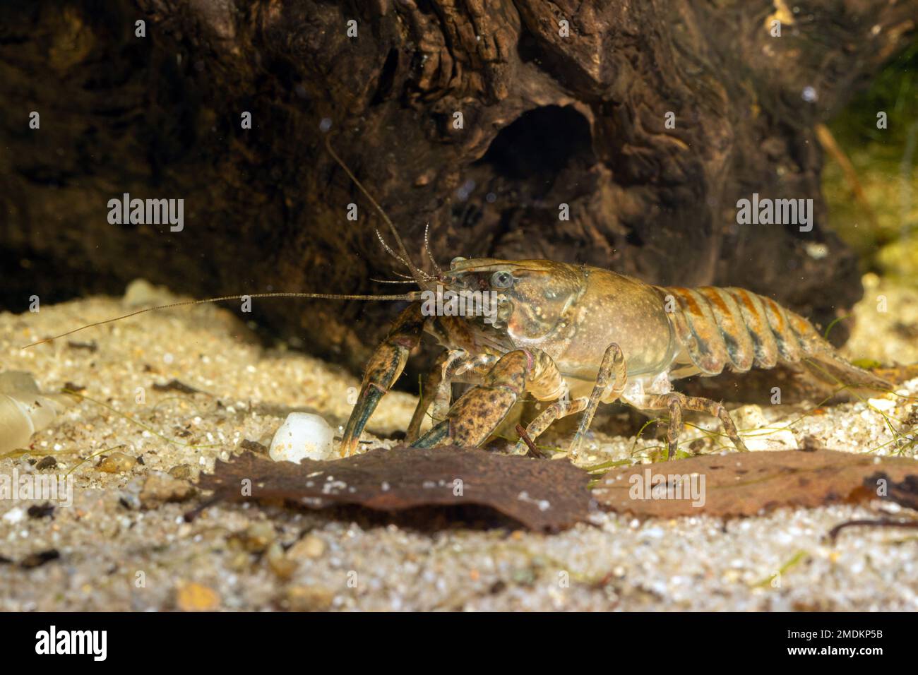 Spinycheek crayfish, American crayfish, American river crayfish, Striped crayfish (Orconectes limosus, Cambarus affinis), on water ground, Germany Stock Photo