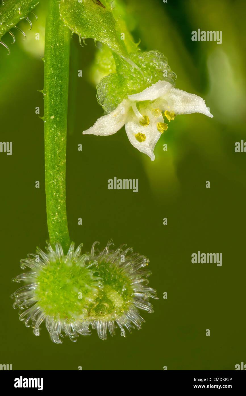 Cleavers, Goosegrass, Catchweed bedstraw (Galium aparine), flower and