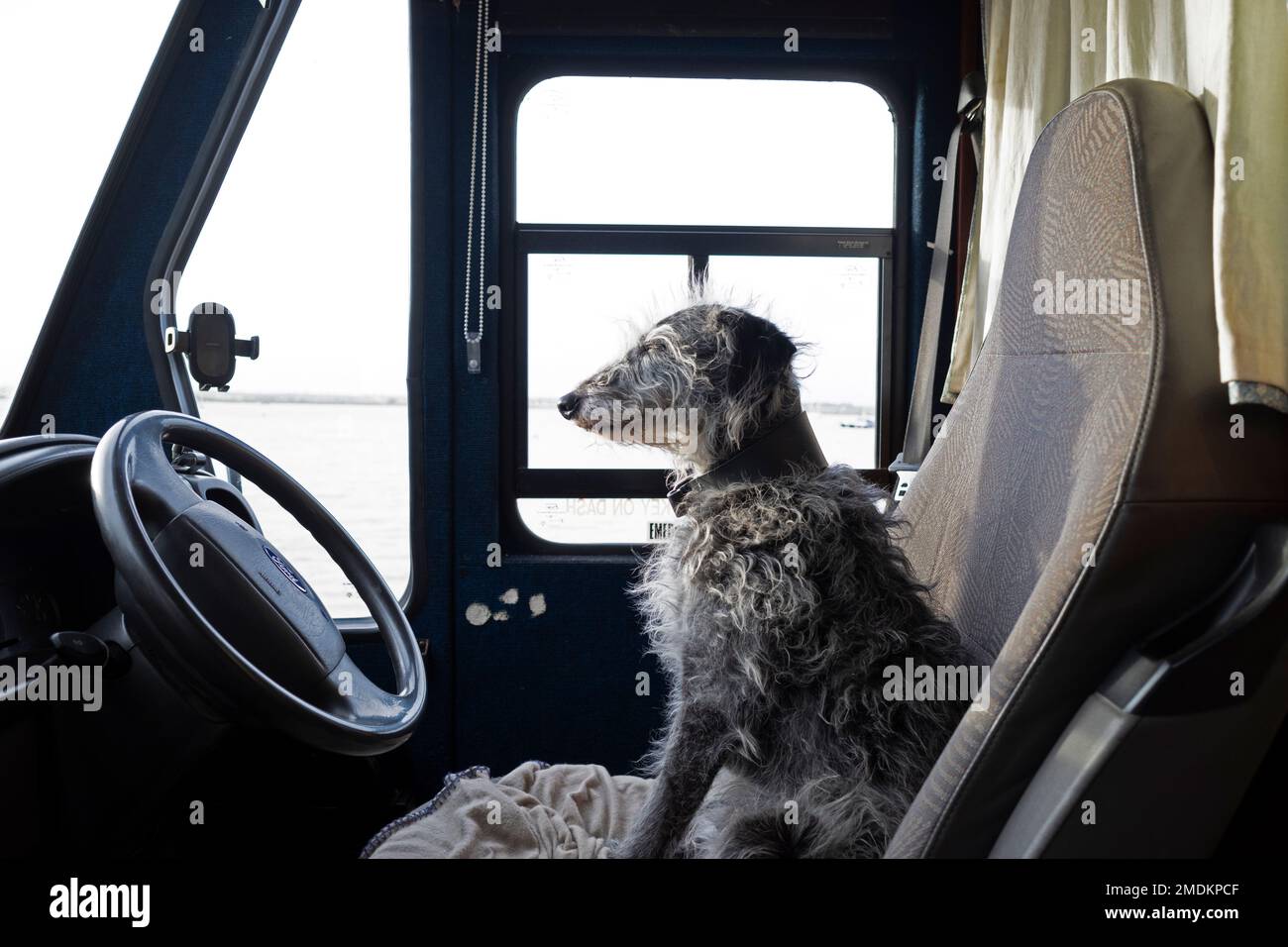 Deerhound cross dog sitting in the drivers seat of a motorhome Stock Photo Alamy