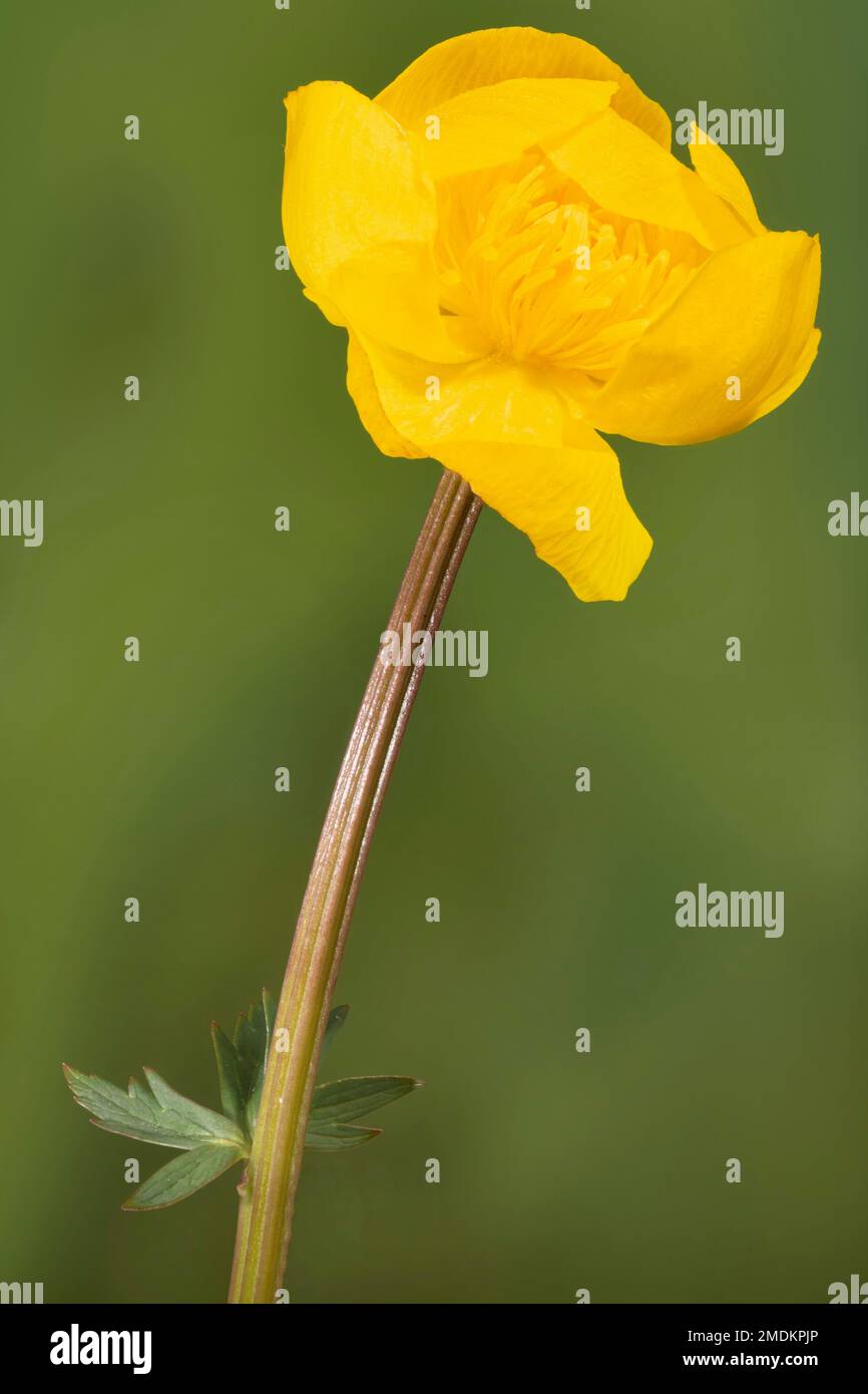 European Globeflower, Globe Flower (Trollius europaeus), flower, Germany, Bavaria, Murnauer Moos Stock Photo