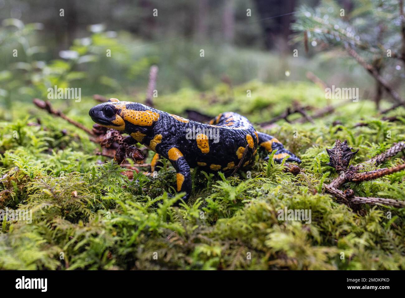 European fire salamander (Salamandra salamandra), on moss in a forest, Germany, Bavaria Stock Photo