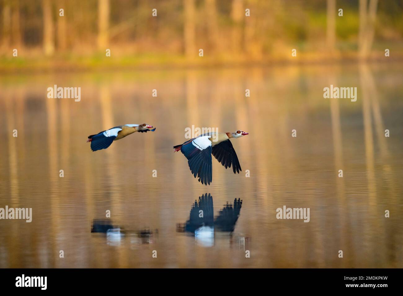 Egyptian goose (Alopochen aegyptiacus), pair in flight, Germany Stock Photo