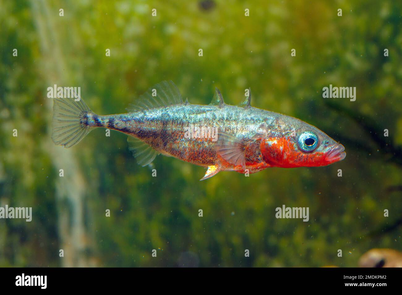 three-spined stickleback (Gasterosteus aculeatus), male with nuptial colouration, impressing behaviour, Germany Stock Photo