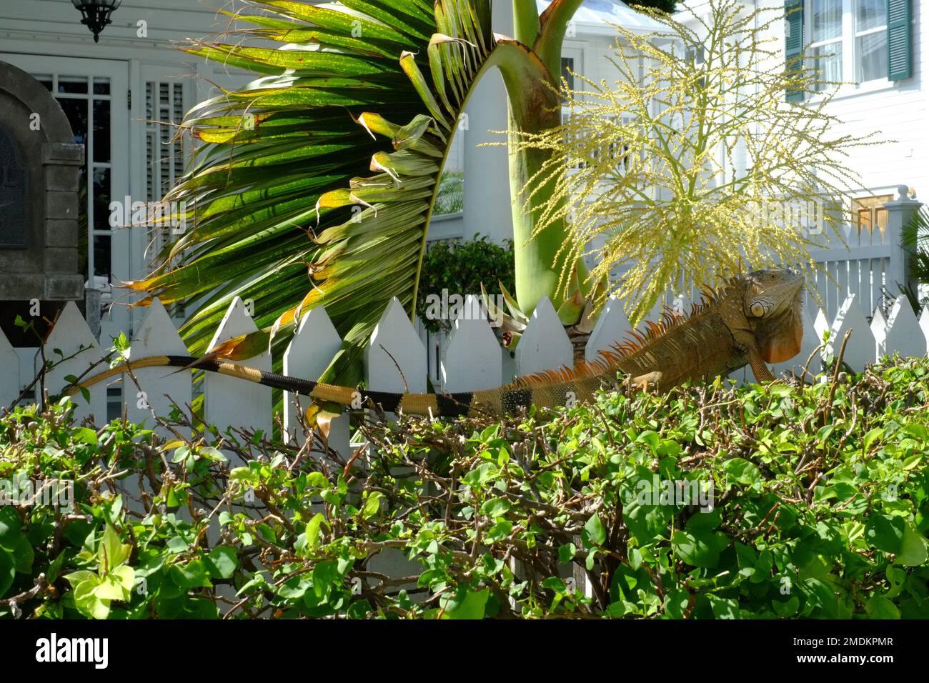 Iguana in Key West, Florida Stock Photo - Alamy