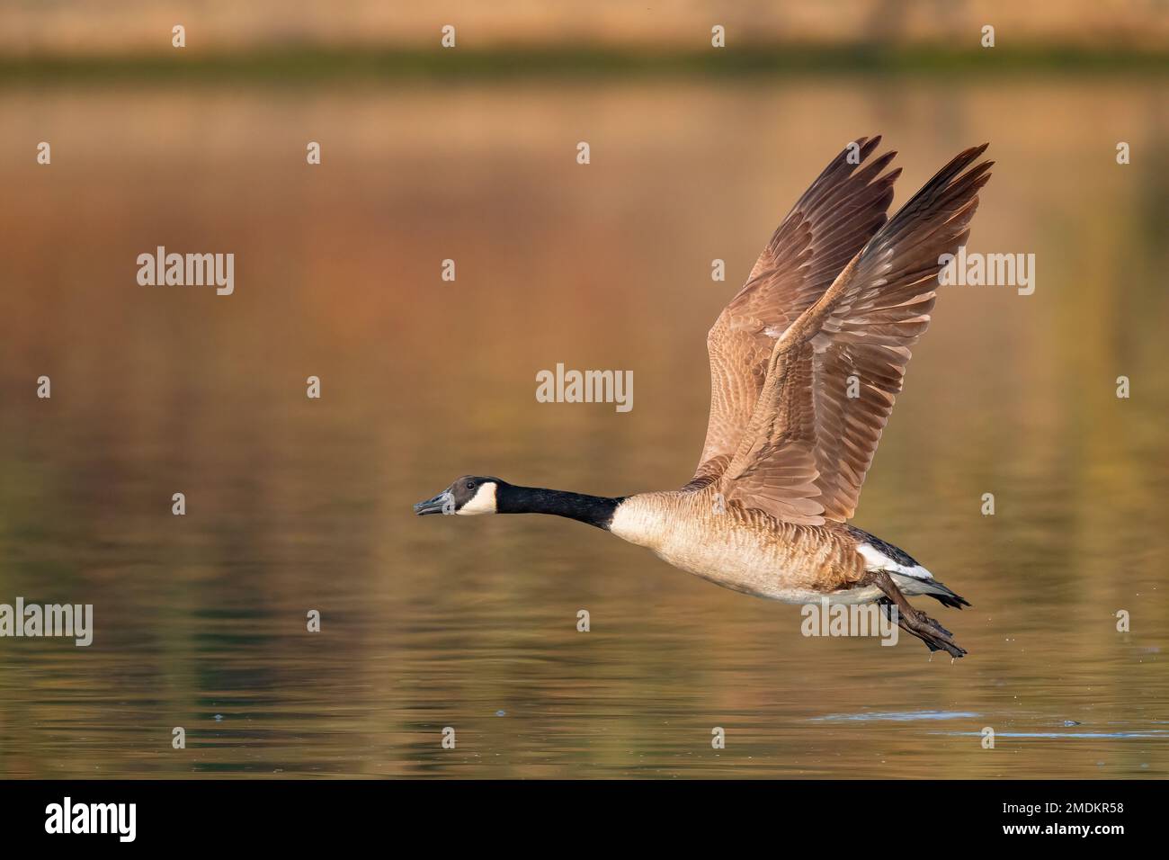 Canada goose (Branta canadensis), in flight over water, Germany Stock Photo
