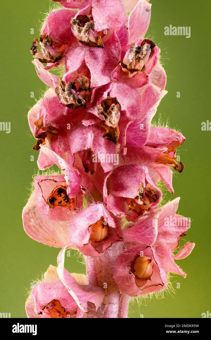 toothwort (Lathraea squamaria), flowers, Germany, Bavaria, Murnauer ...
