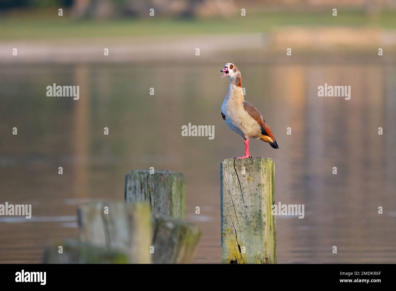 Egyptian goose (Alopochen aegyptiacus), sitting on a post in water calling, Germany Stock Photo
