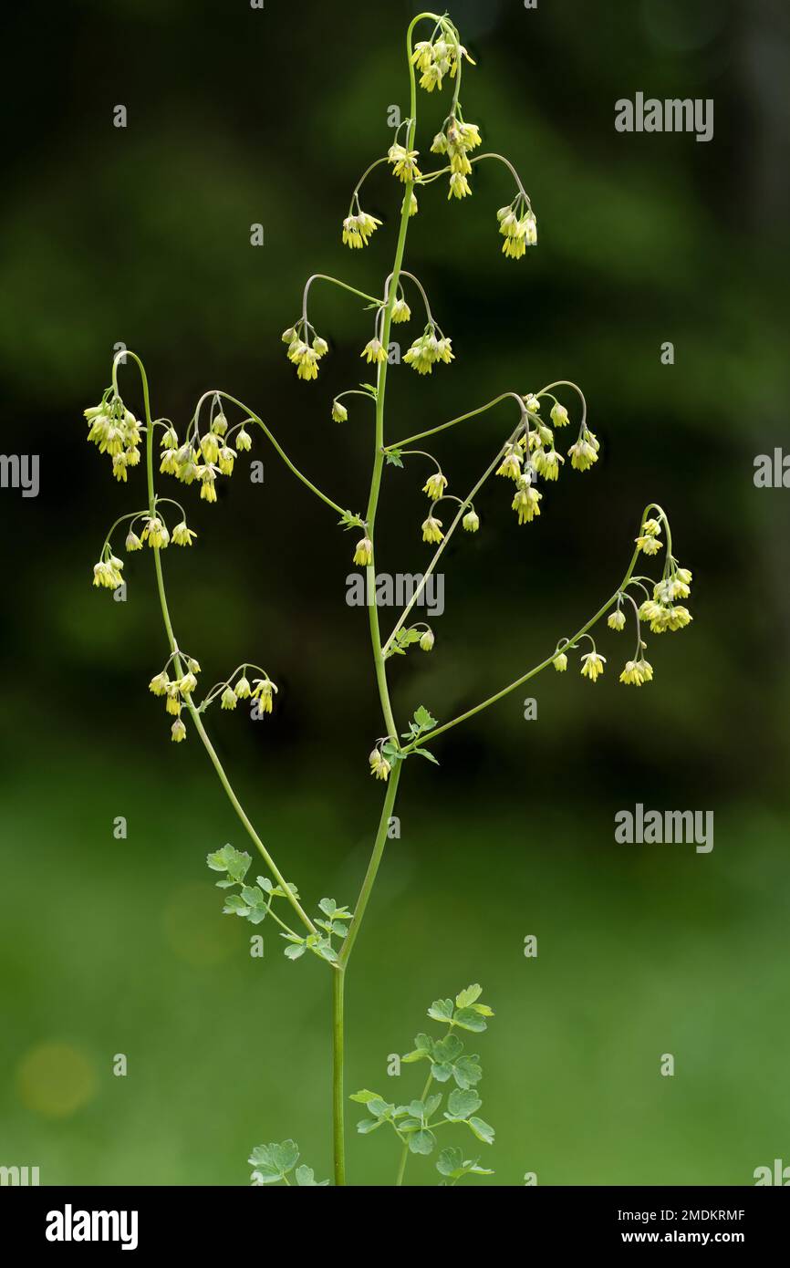 lesser meadow-rue (Thalictrum minus), inflorescence, Italy, South Tyrol, Dolomites Stock Photo