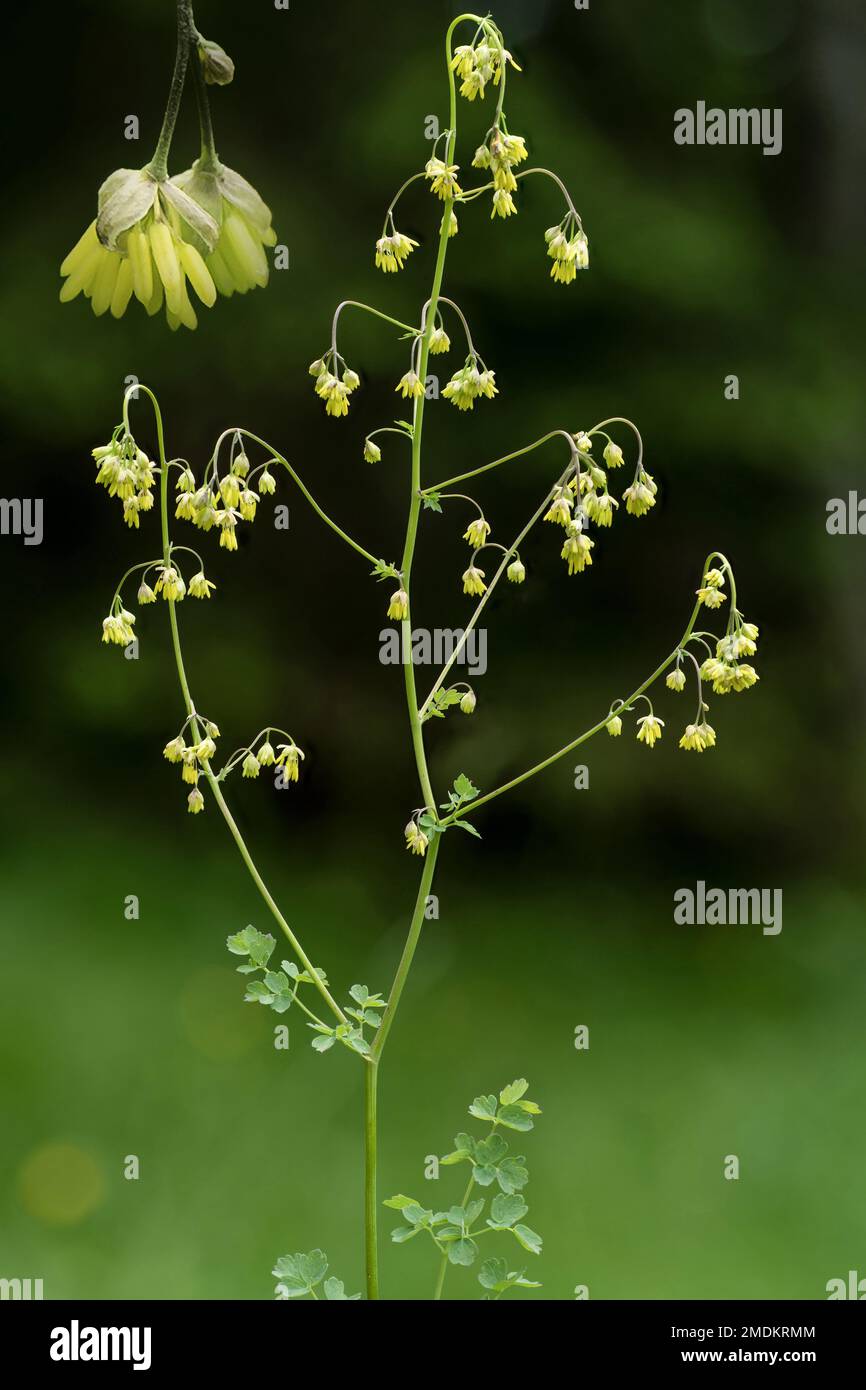 lesser meadow-rue (Thalictrum minus), inflorescence with magnification of two flowers, composing, Italy, South Tyrol, Dolomites Stock Photo