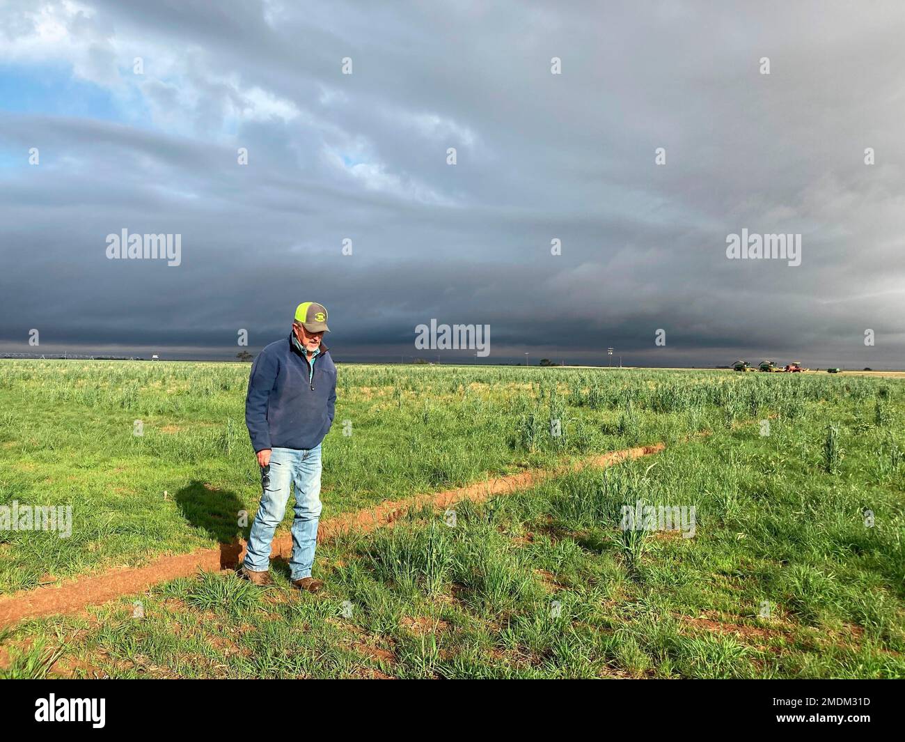 Tim Black checks on native grasses growing on his farm in Muleshoe