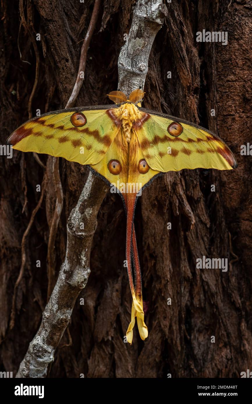 https://c8.alamy.com/comp/2MDM48T/madagascan-moon-moth-actias-mittrei-beautiful-large-moth-from-madagascar-rain-forests-andasibe-mantadia-national-park-madagascar-2MDM48T.jpg