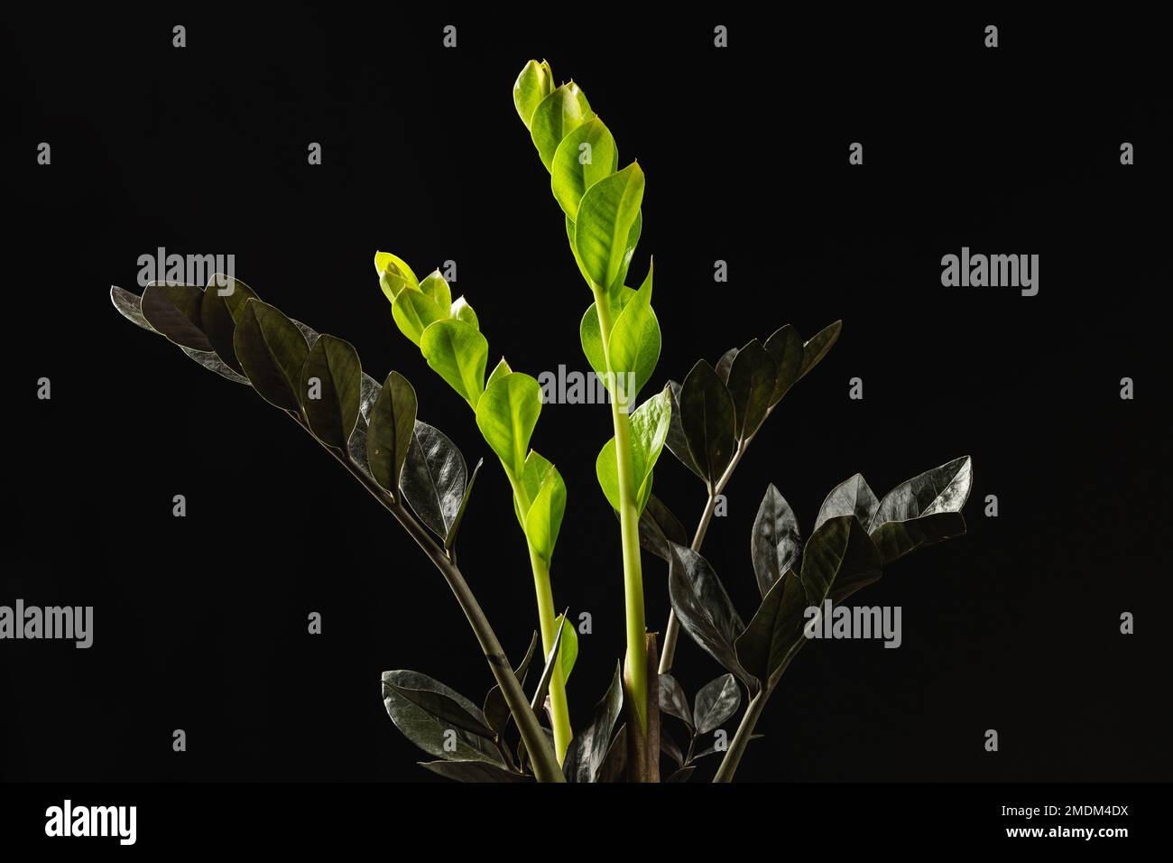 The New Light Green Leaves of Black Zamioculcas Zamiifolia Raven