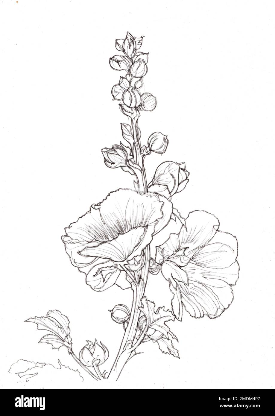 Black and white pencil sketch of hollyhock flowers. Stock Photo