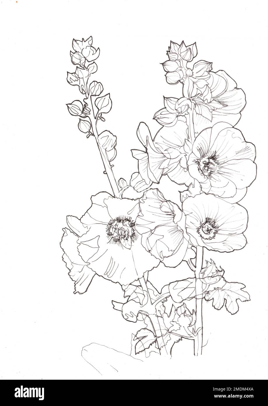 Black and white pencil sketch hollyhock flowers and leaves. Stock Photo