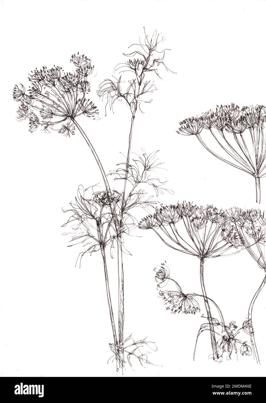 Black and white pencil sketch dill flowers and leaves Stock Photo Alamy