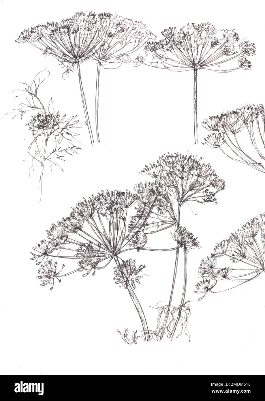 Dill Flower Drawing