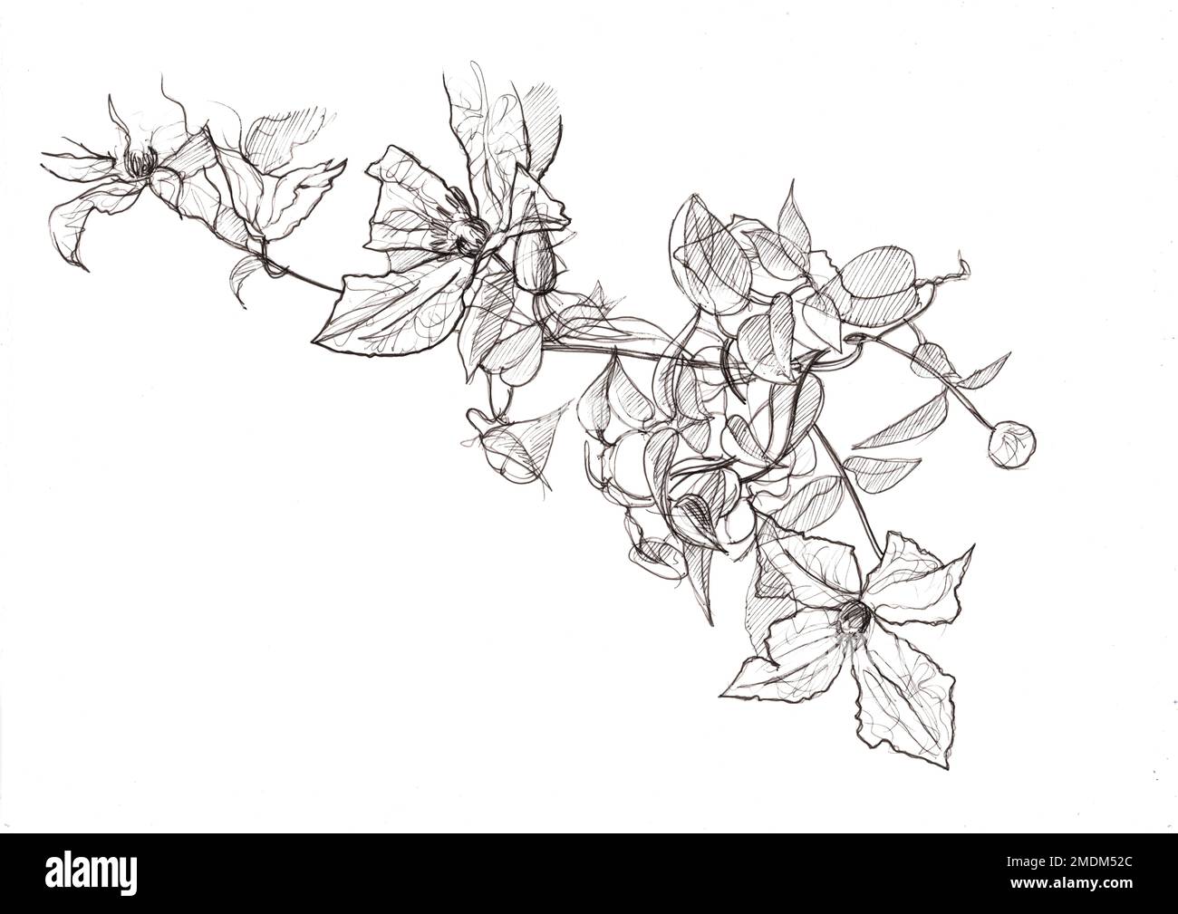 Black and white pencil sketch clematis flowers and leaves Stock Photo