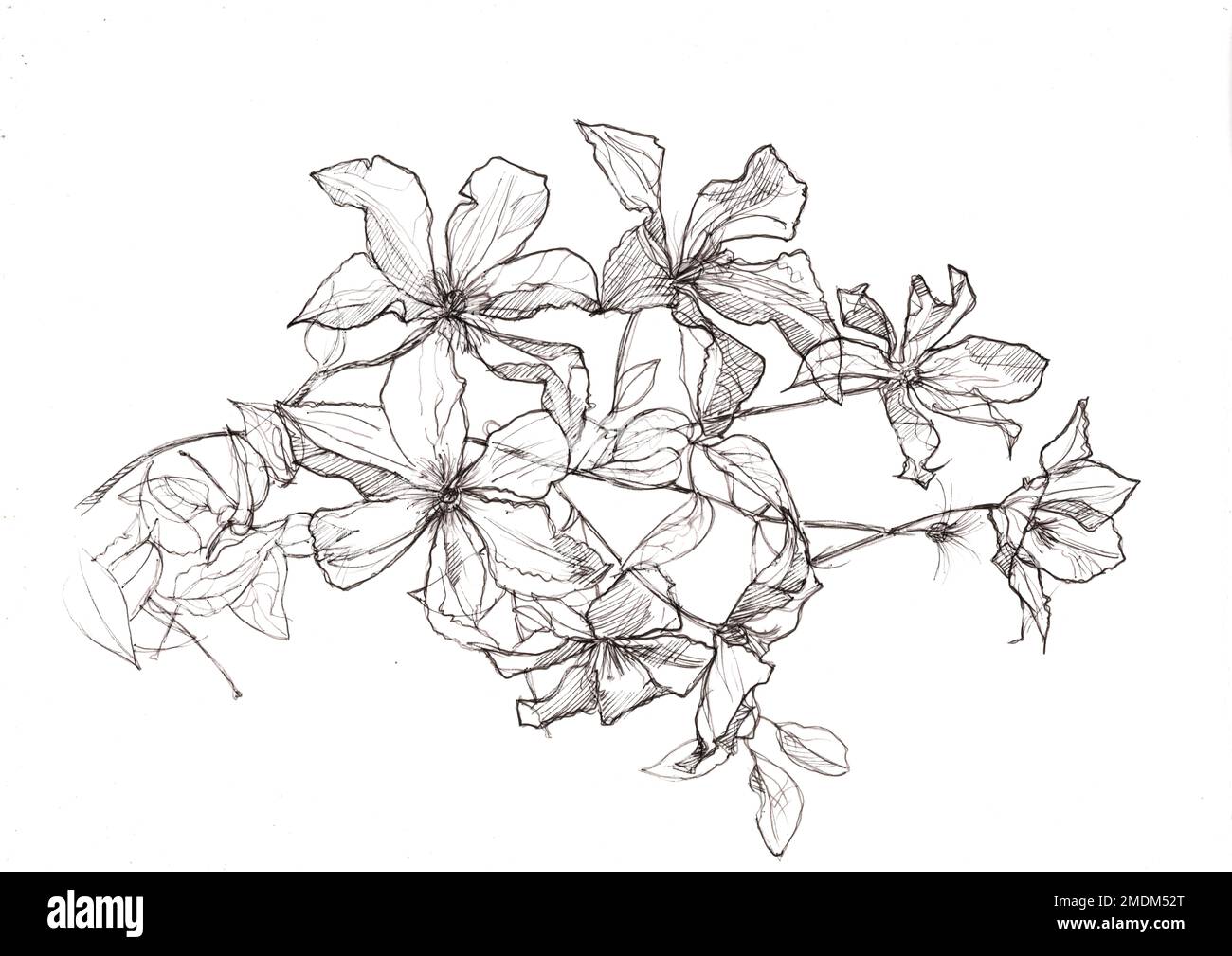 Black and white pencil sketch clematis flowers and leaves Stock Photo