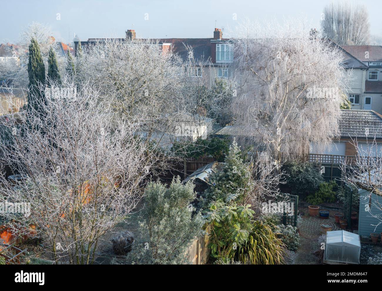 Wimbledon, London, UK. 23 January 2023. Trees in suburban gardens are covered in white frost after a cold and foggy night in London. Credit: Malcolm Park/Alamy Live News Stock Photo