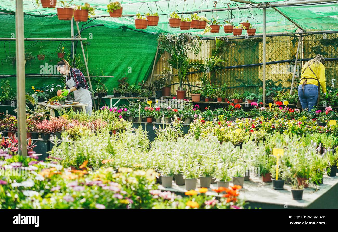 Farmer women working greenhouse hi-res stock photography and images - Alamy