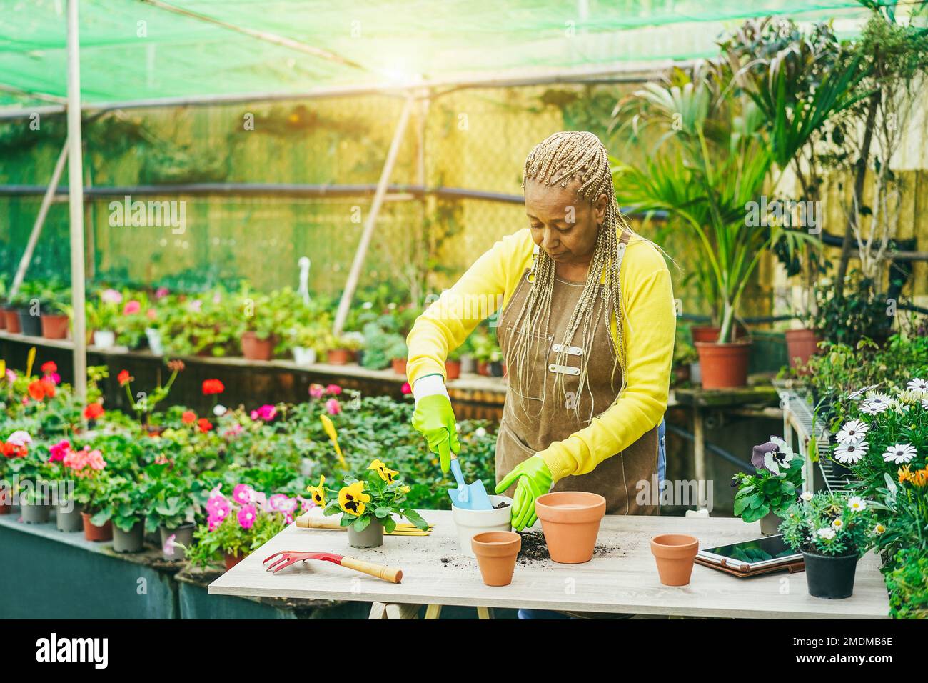 African woman preparing flowers plants inside nursery garden - Focus on face Stock Photo