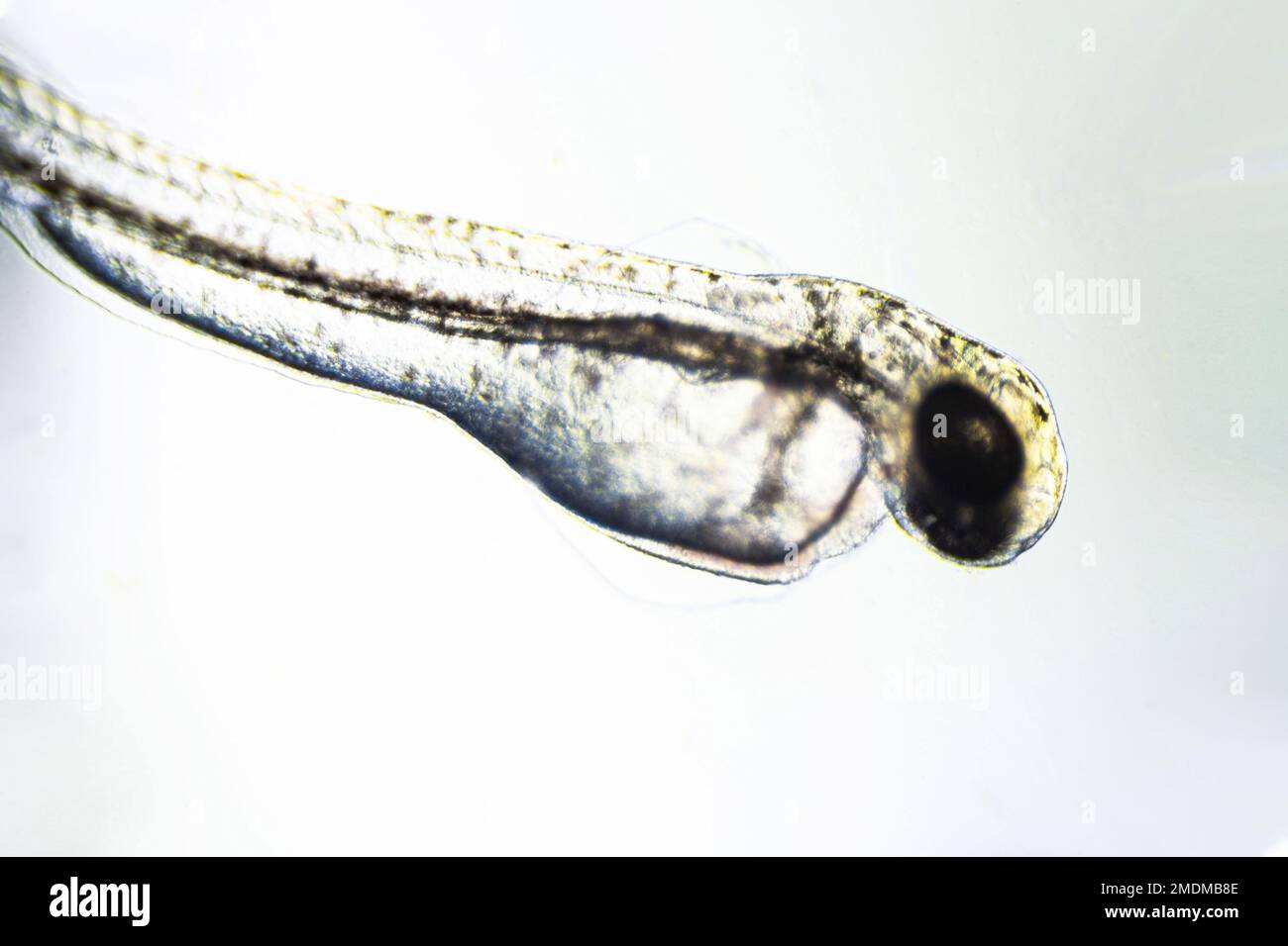 newly hatched freshwater fish under a light microscope, isolated on white Stock Photo Alamy