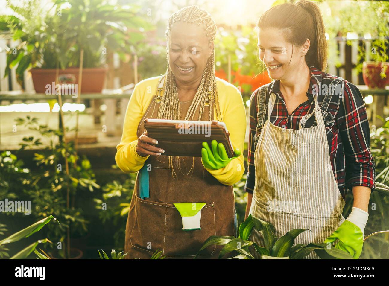 Multiracial women working inside green glasshouse garden market - Soft focus on right female, face Stock Photo