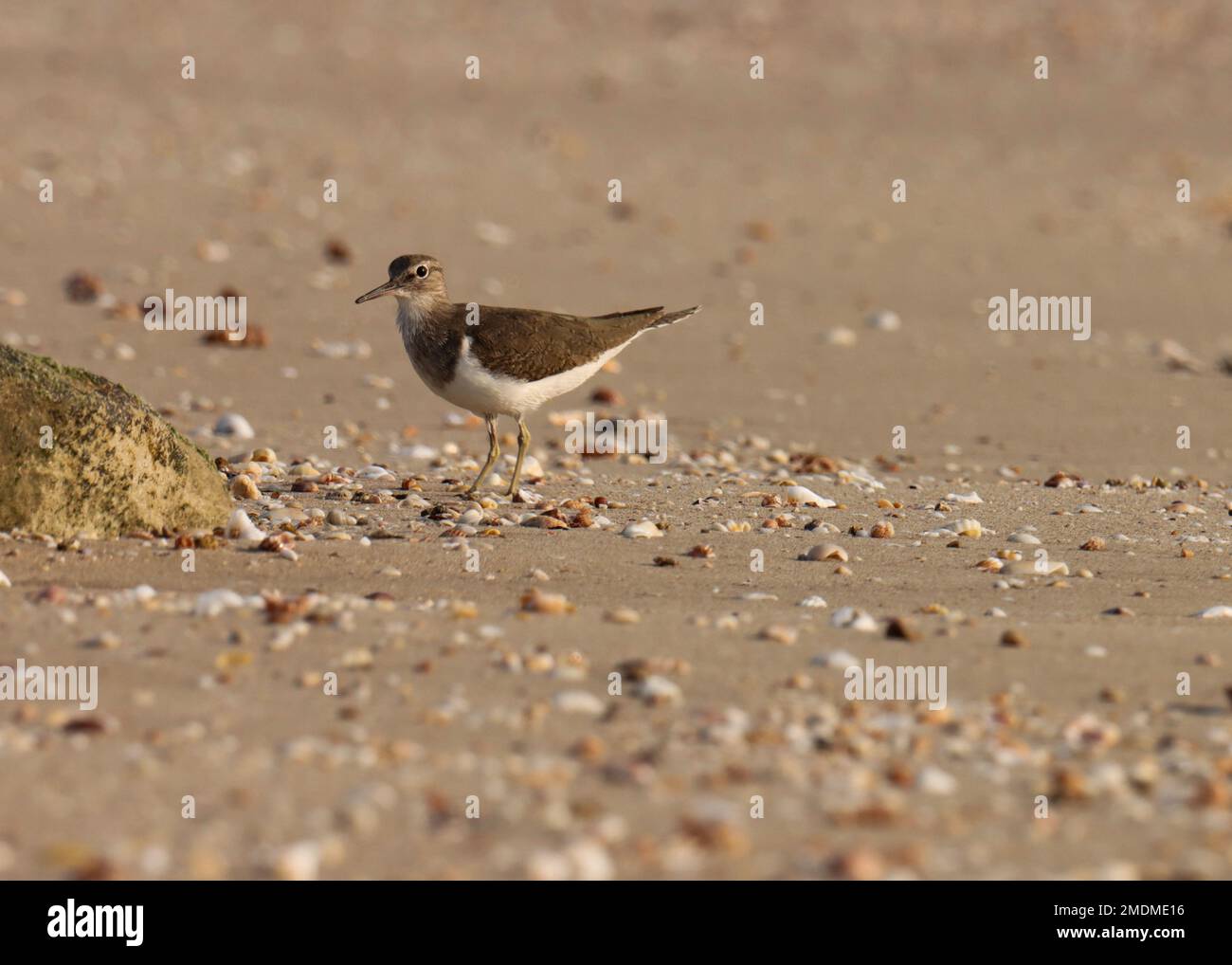 Common sandpiper foraging on the beach. Water bird. Stock Photo