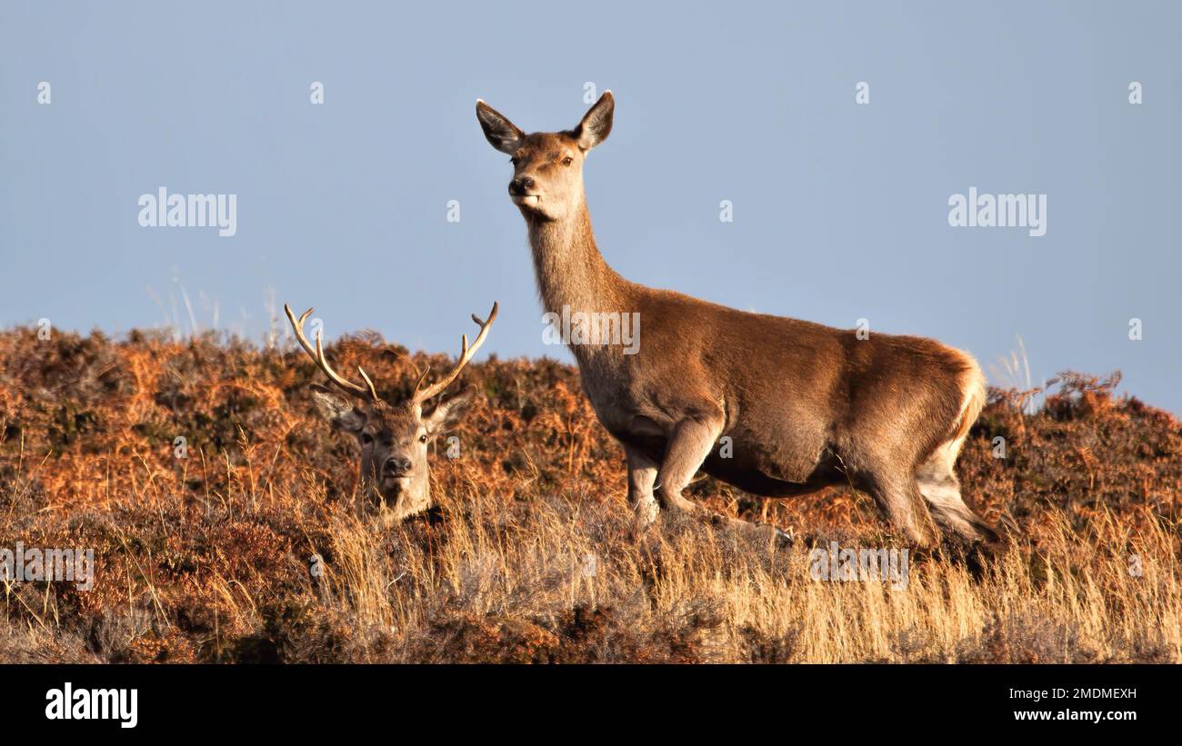 Red deer stag and hind in the heather Stock Photo Alamy