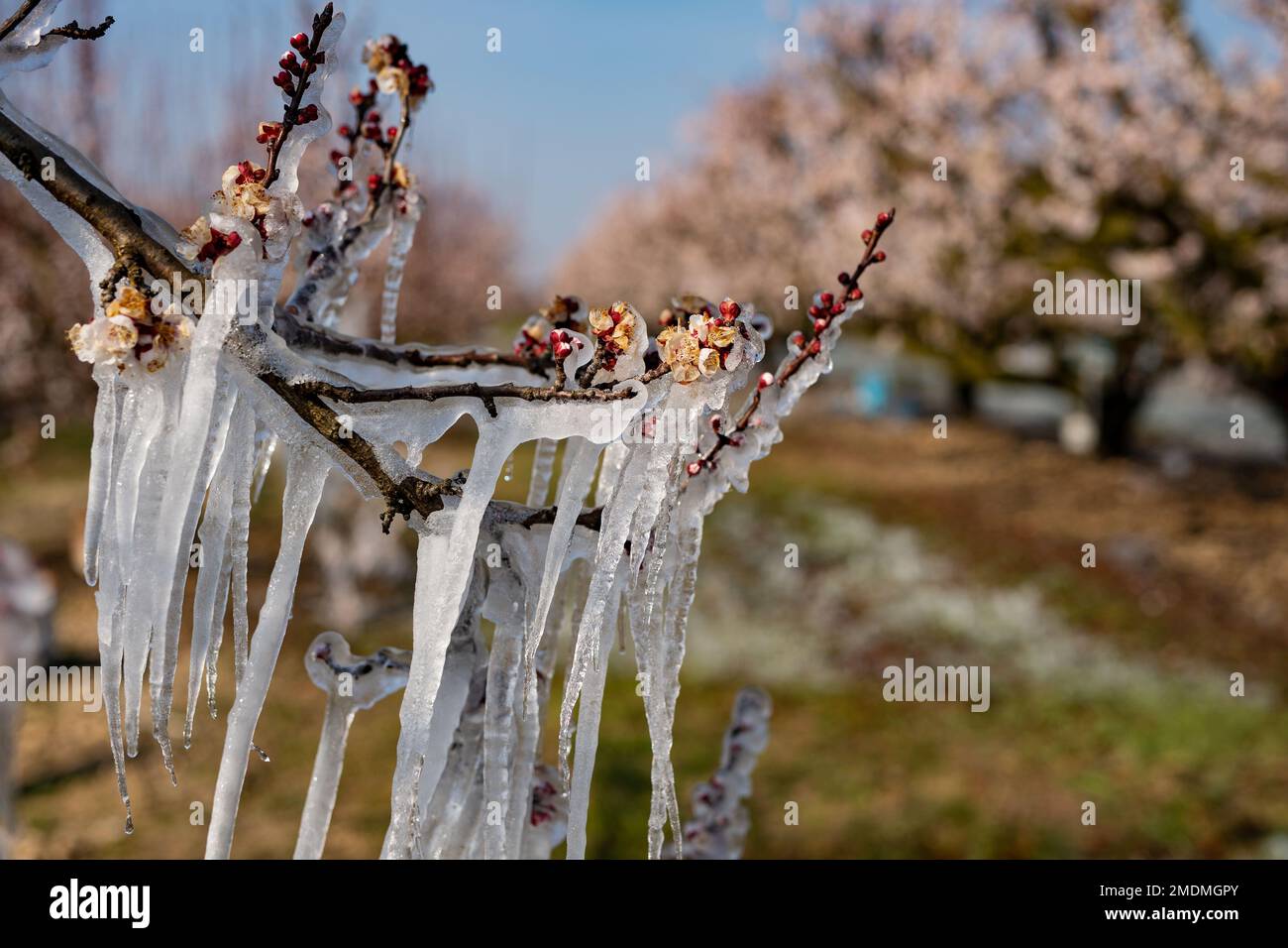 Drome department (south-eastern France): fight against spring frost damages to fruit crops. Protection of fruit trees and buds with a sprinkler system Stock Photo