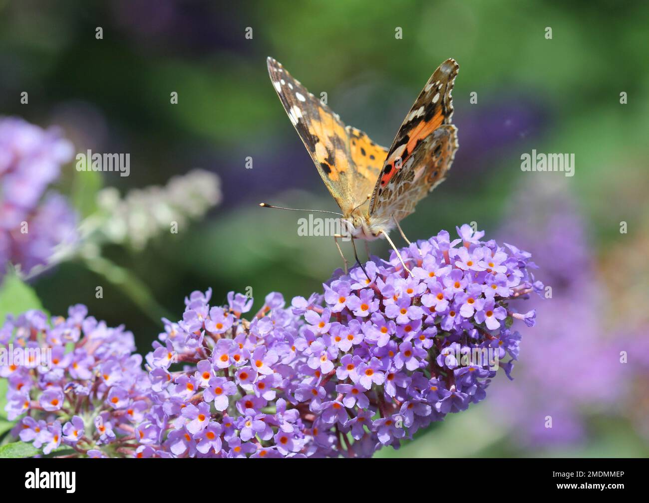 The Painted Lady Butterfly feeding on Buddleja Lochinch Stock Photo