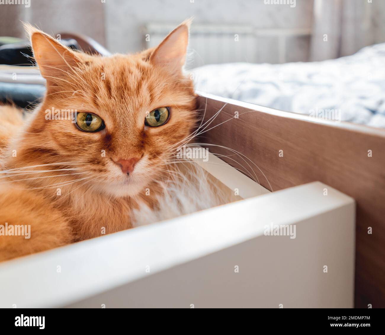 Cat clothing drawer hires stock photography and images Alamy