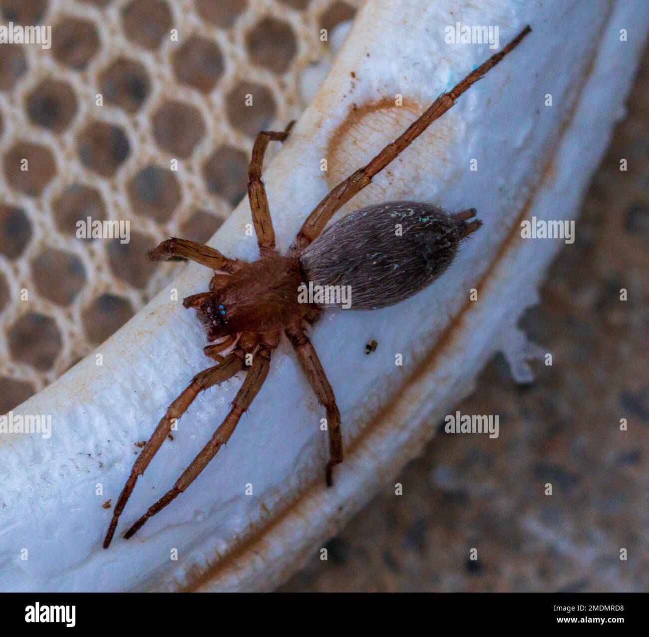 Drassodes, Ground Spiders Stock Photo