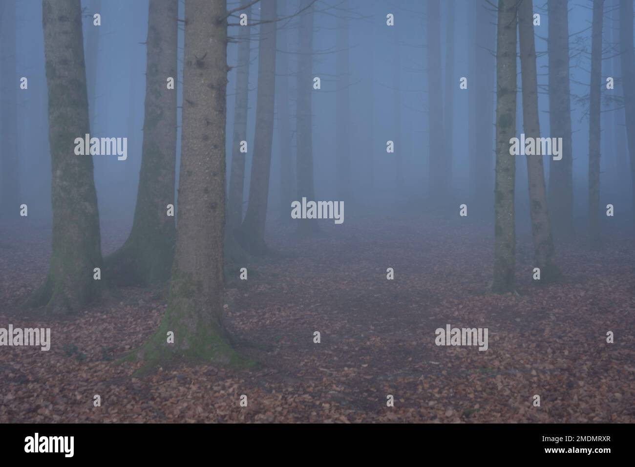 swiss autumn misty forest. Autumn forest landscape. fog in forest Stock Photo
