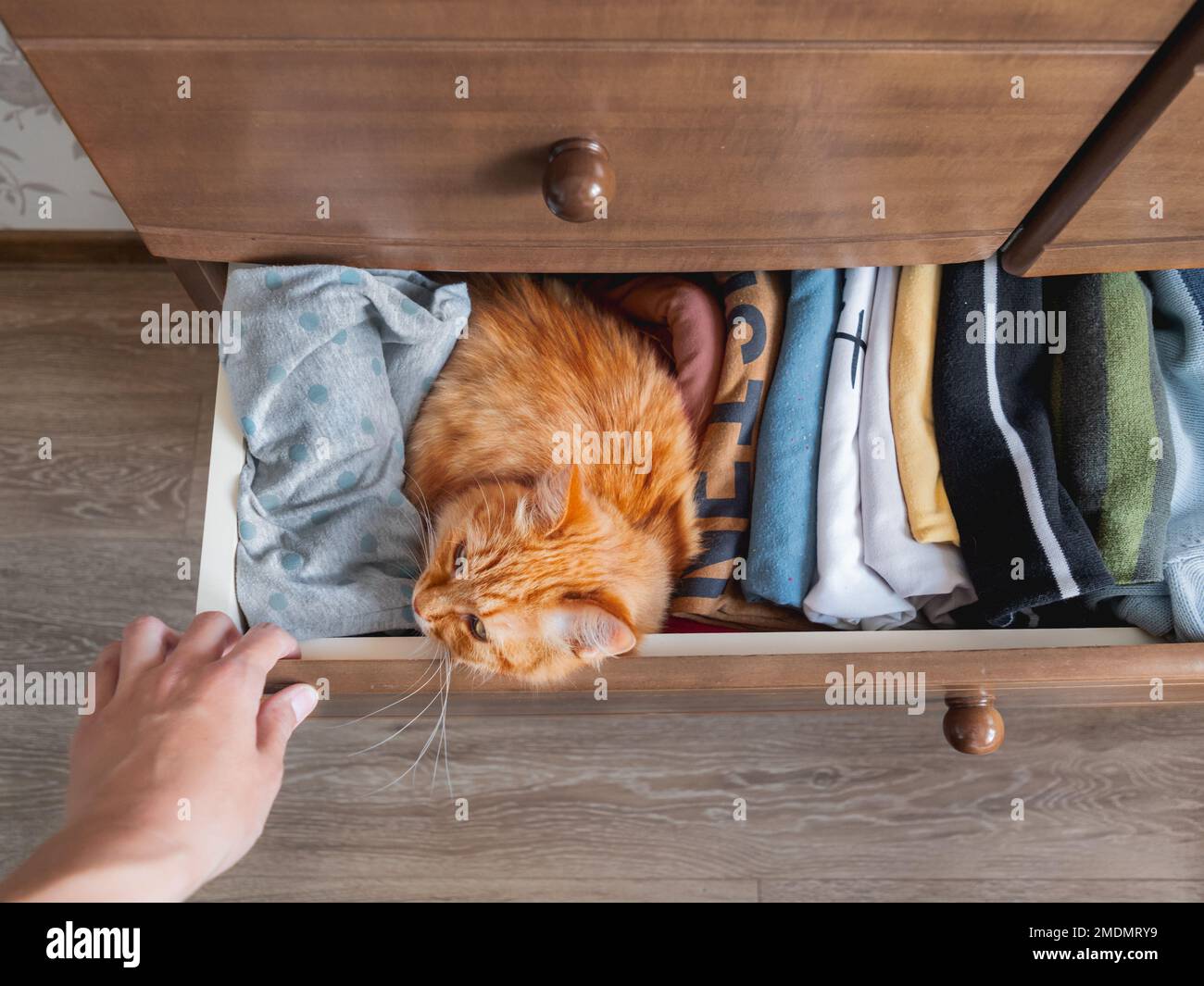 Top view on ginger cat sleeping in chest of drawers. Fluffy pet has a