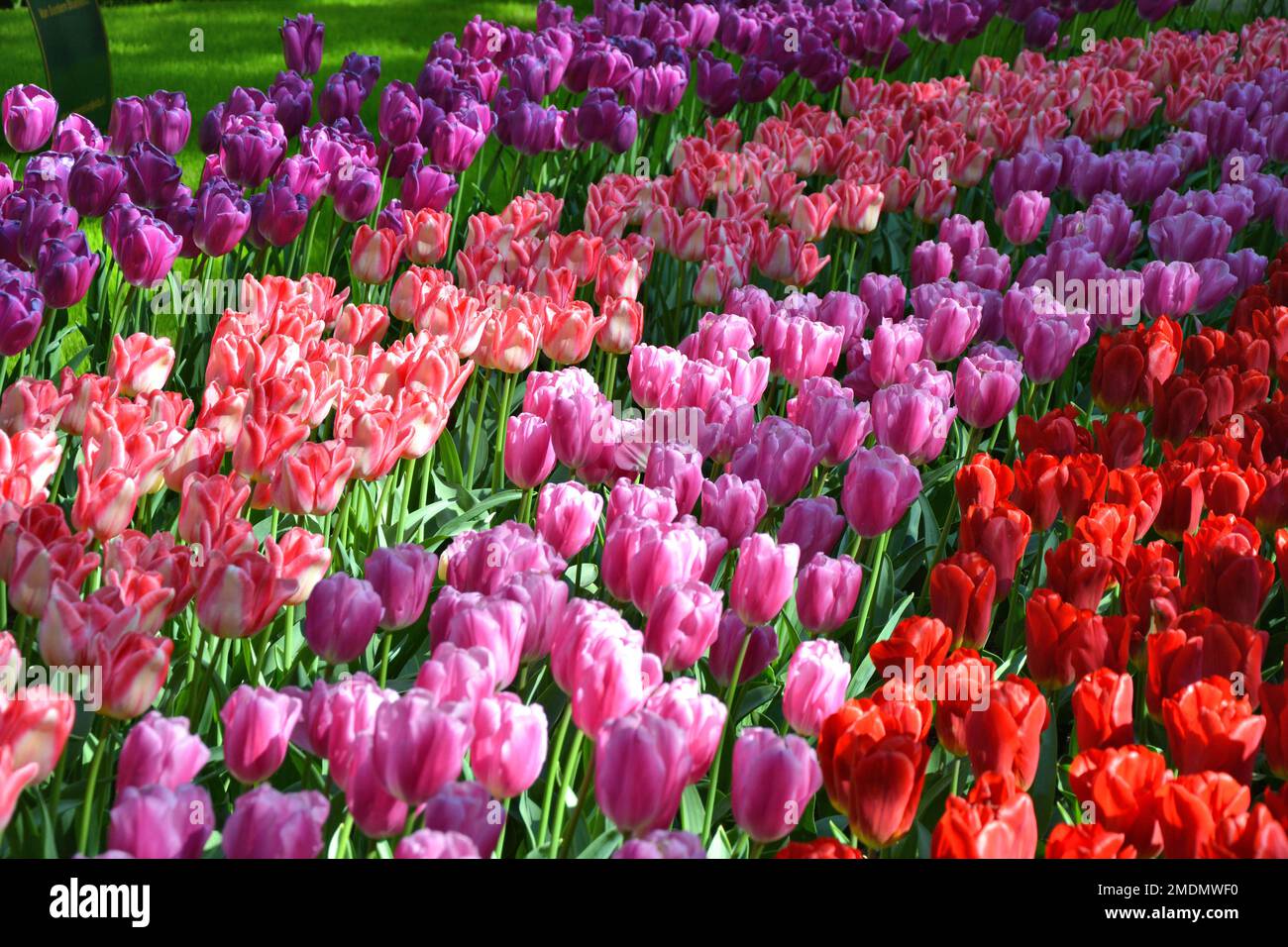 Beautiful colorful tulips flowers growing in Keukenhof gardens, Holland ...