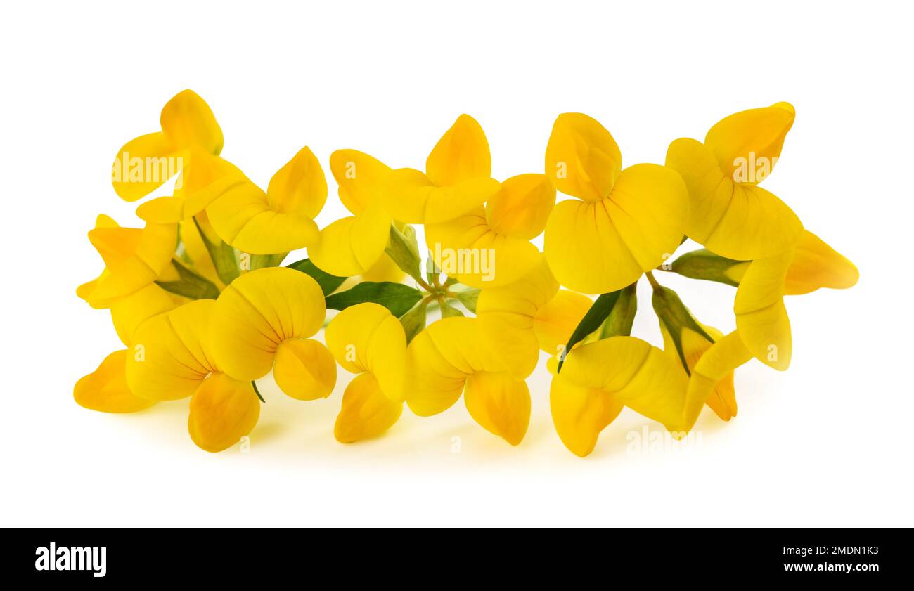 Common bird's foot trefoil isolated on white Stock Photo Alamy