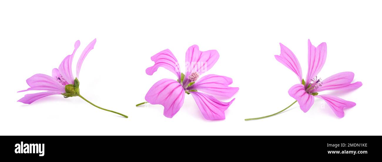 Mallow flowers isolated on white background Stock Photo - Alamy
