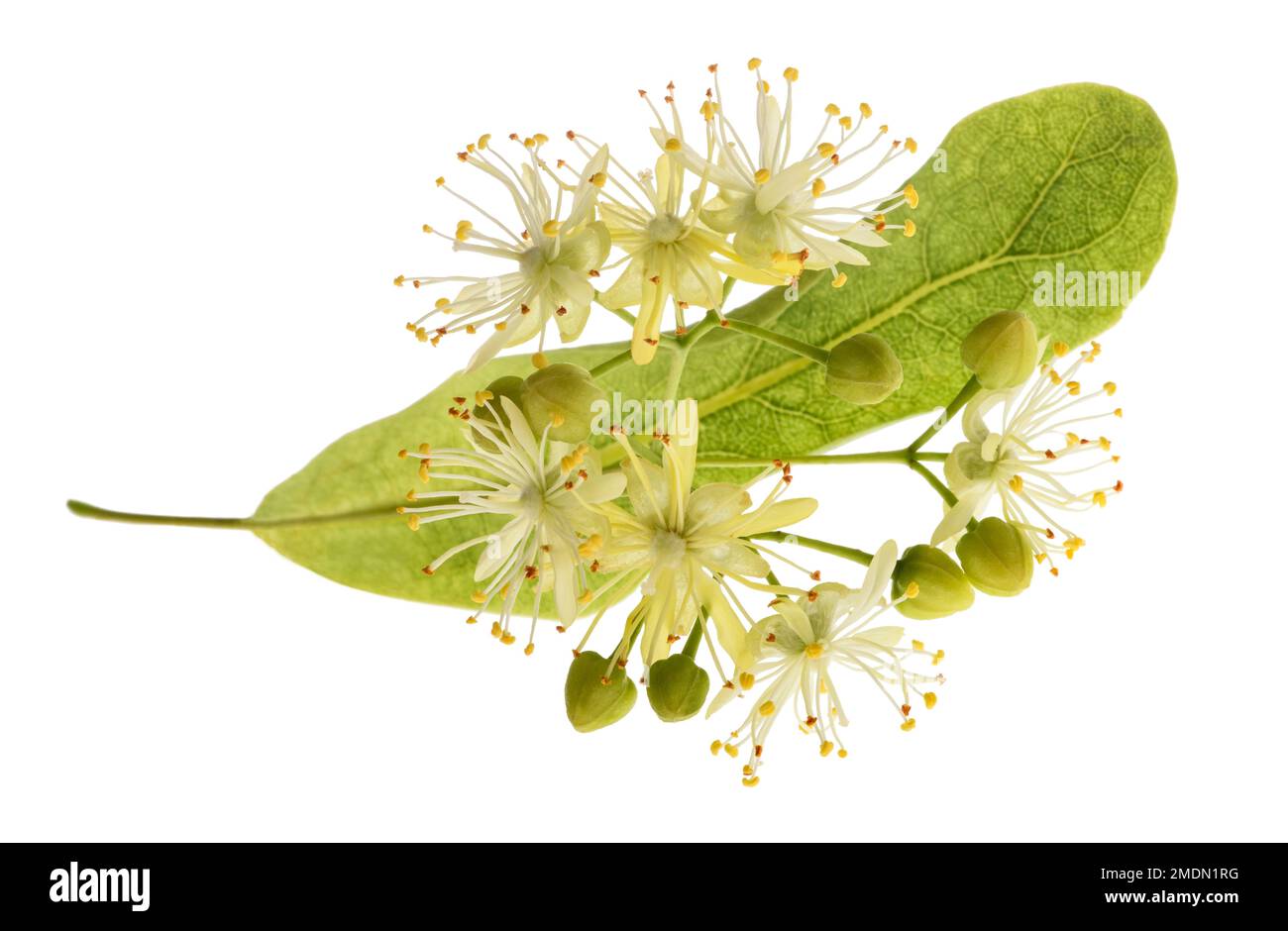 Linden  bract and flowers isolated on white background Stock Photo