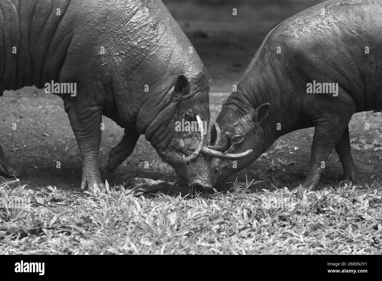 Endemic mammals of asia Black and White Stock Photos & Images - Alamy