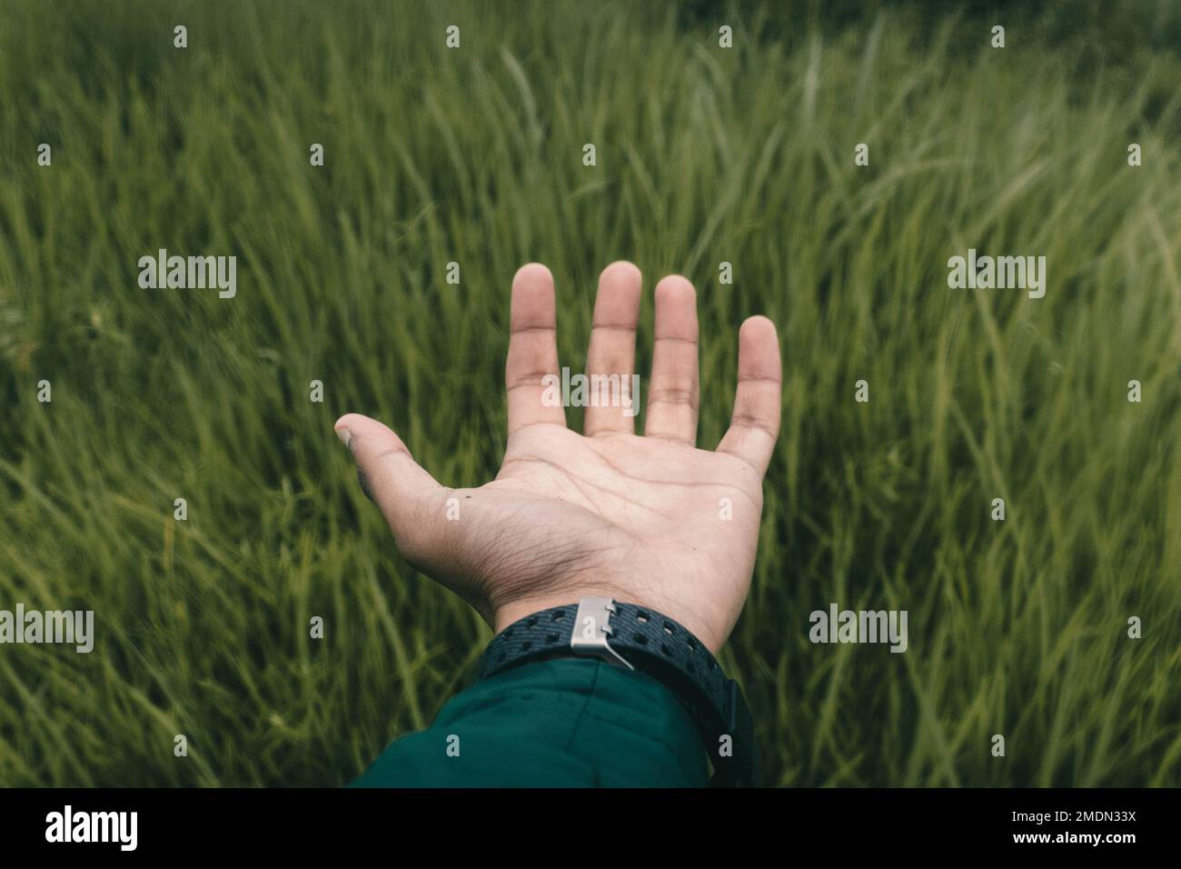 A closeup of the hand against the background of green grass Stock Photo ...